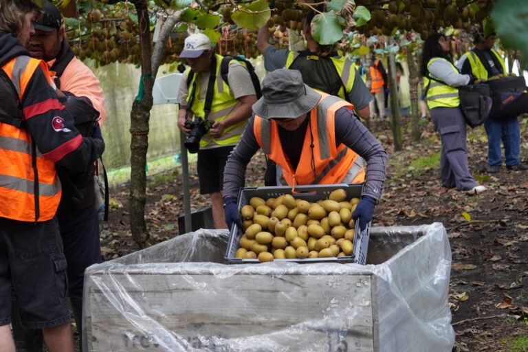 Surplus to sustenance: A second harvest pilot in Te Puke