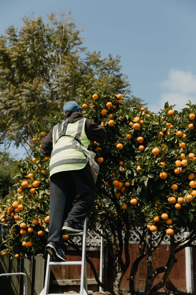 Good Neighbour: Connecting Backyard Abundance with the Community