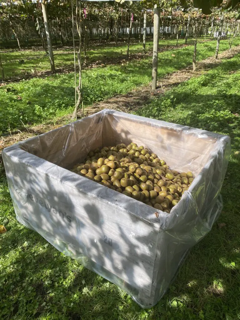 Second Harvest: A Fresh Approach to Feeding Communities